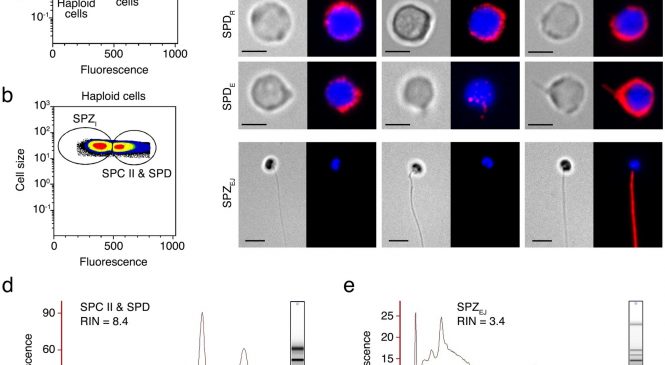 Comparative Molecular Physiology: “Developmental RNA-Seq transcriptomics of haploid germ cells and spermatozoa uncovers novel pathways associated with teleost spermiogenesis”