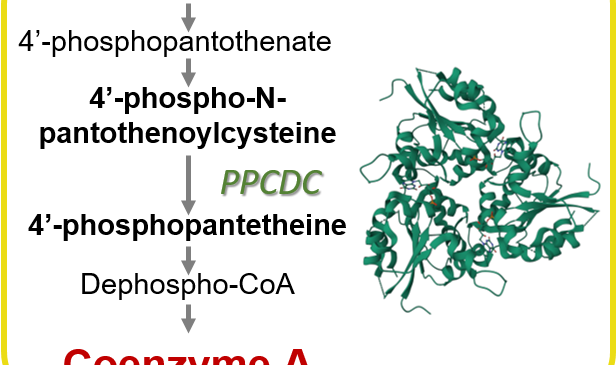 Primer caso descrito de defectos genéticos asociados a la PPCDC, un enzima involucrado en la síntesis de la coenzima A