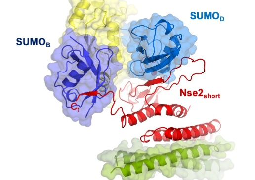 Nou mecanisme molecular d’un enzim de la reparació del ADN