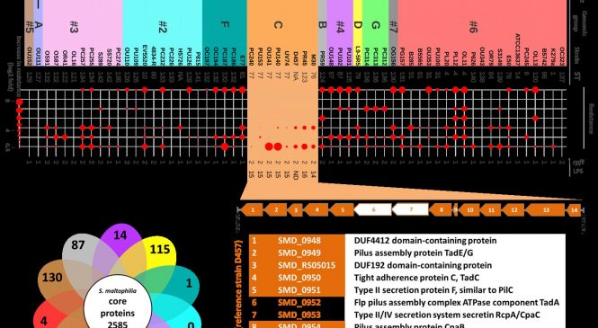 Bacterial Molecular Genetics & Computational Biology: “Genetic Variants of the DSF Quorum Sensing System in Stenotrophomonas maltophilia Influence Virulence and Resistance Phenotypes Among Genotypically Diverse Clinical Isolates”