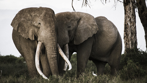 Els gens dels elefants aporten noves pistes sobre per què aquests animals gairebé no tenen càncer