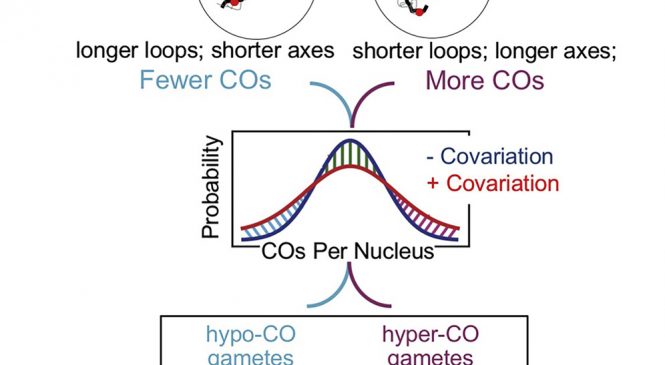 Dra. Aurora Ruiz: Per-Nucleus Crossover Covariation and Implications for Evolution