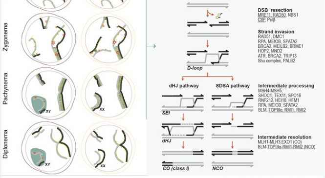 Genome Integrity and Instability:”Genetic control of meiosis surveillance mechanisms in mammals”
