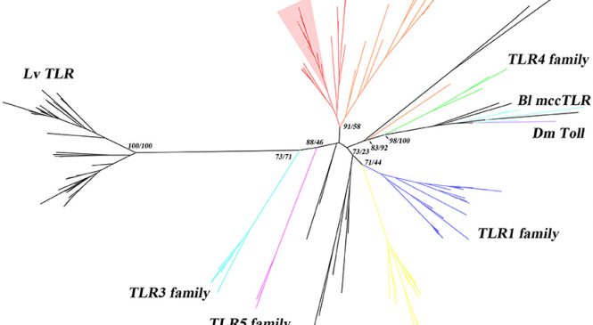Dra. Nerea Roher: Characterization of the TLR Family in Branchiostoma lanceolatum and Discovery of a Novel TLR22-Like Involved in dsRNA Recognition in Amphioxus