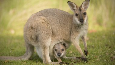 Noves troballes sobre els particulars cromosomes sexuals dels marsupials