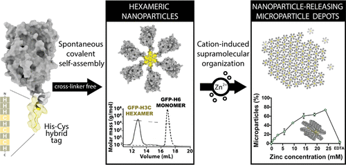 Nanobiotechnology & Protein Structure: “Biofabrication of Self-Assembling Covalent Protein Nanoparticles through Histidine-Templated Cysteine Coupling”