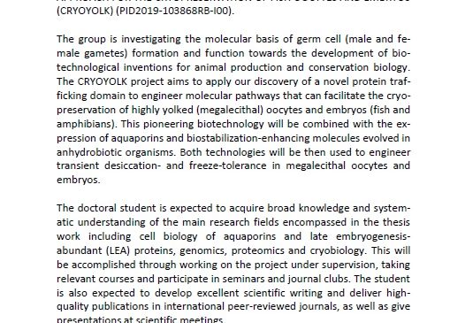 Doctoral (PhD) student position in Animal Biotechnology at the Institute of Biotechnology and Biomedicine (IBB), UAB