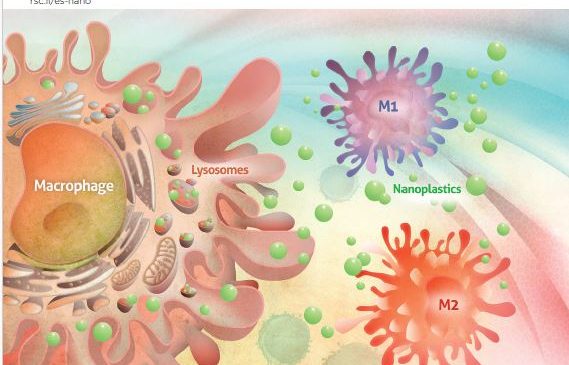 Evolutive Immunology: “Polystyrene nanoplastics target lysosomes interfering with lipid metabolism through the PPAR system and affecting macrophage functionalization”