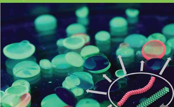 Nanobiotechnology: “Nanotechnology‐based approaches for treating lysosomal storage disorders, a focus on Fabry disease”